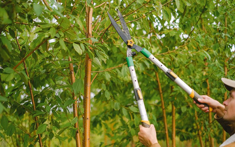 Tree trimming in Stevensburg, VA